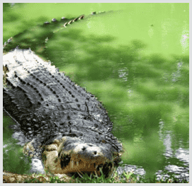 Crocodile Bank ECR - Day Trip from Manna Villa
